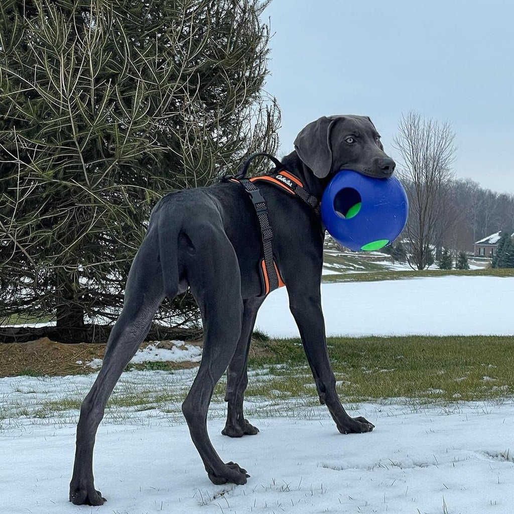 Interactive Teaser Ball for Dogs, Large (8 in)