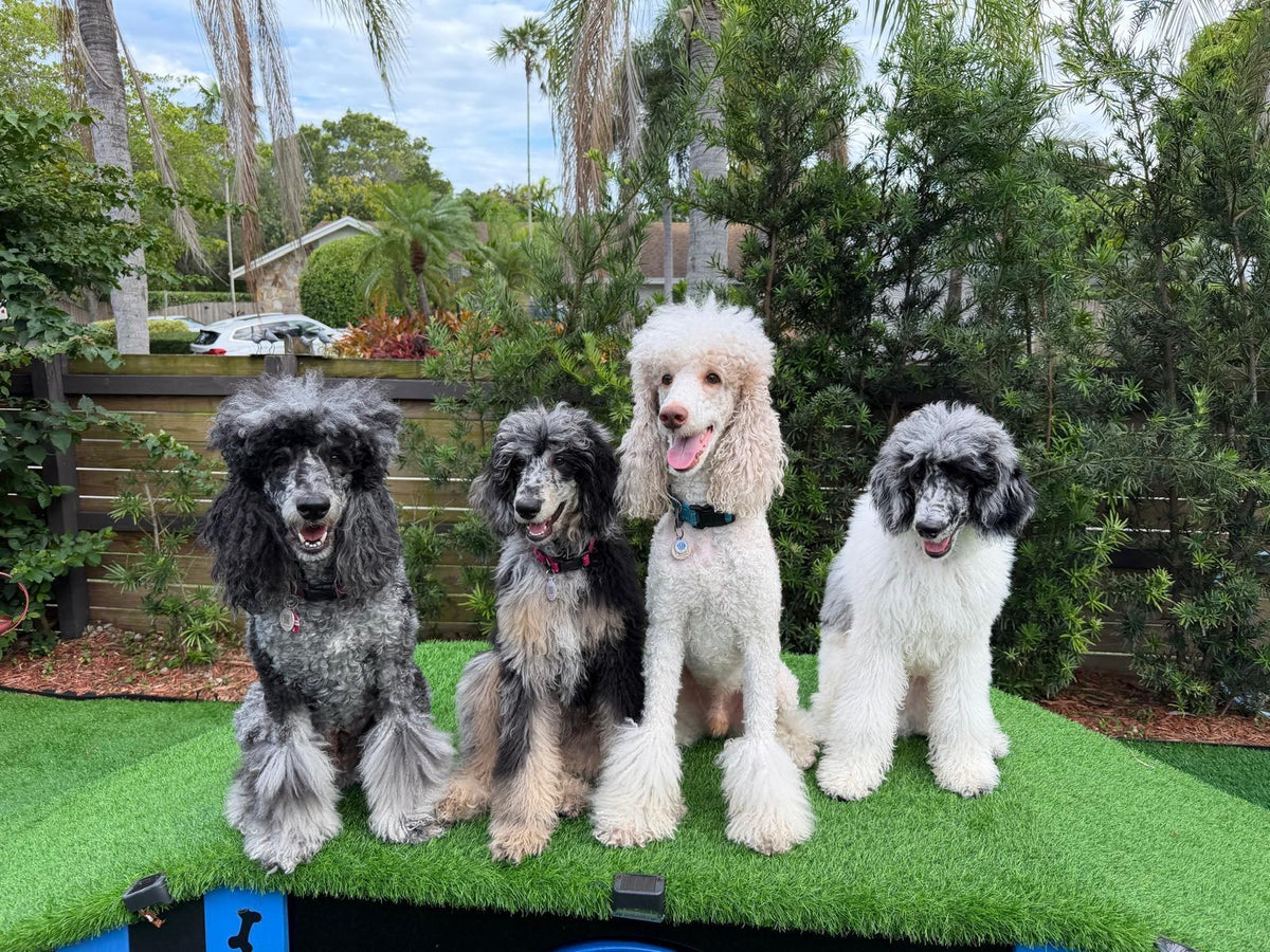 Our four standard poodles sitting side by side