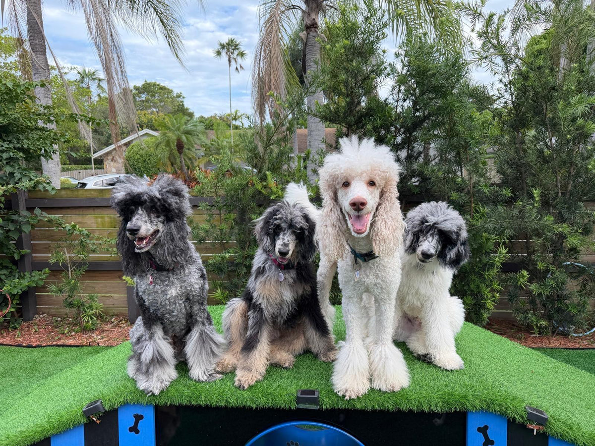 Our four poodles, the official hosts of Pawmetto Stay and Play